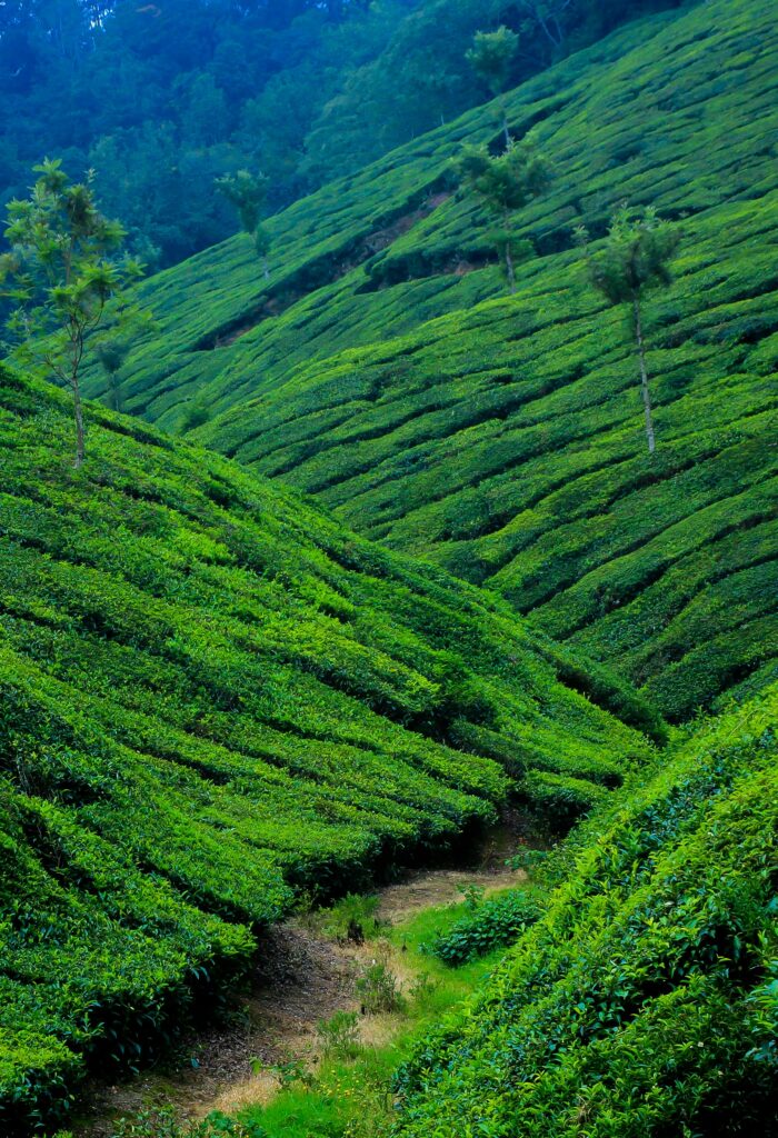 Tourist Places in Munnar
Photo Courtesy- Pexels